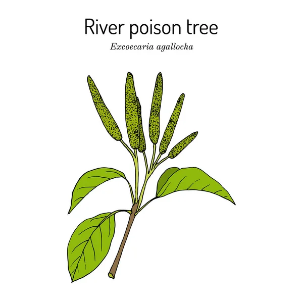 Árbol venenoso del río, o manglar ciego Excoecaria agallocha, planta medicinal Vector De Stock