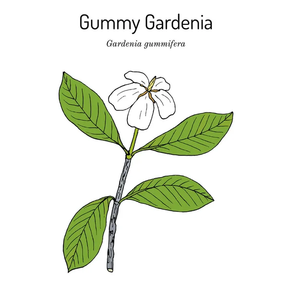 Goma gardênia Gardênia gummifera, planta medicinal — Vetor de Stock