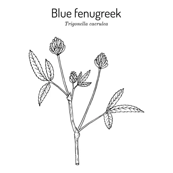 Kozieradka niebieska lub utskho suneli Trigonella caerulea, rośliny lecznicze i jadalne Ilustracja Stockowa