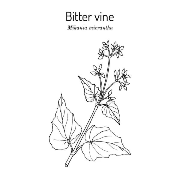Vid amarga, o cuerda americana Mikania micrantha, planta medicinal — Archivo Imágenes Vectoriales