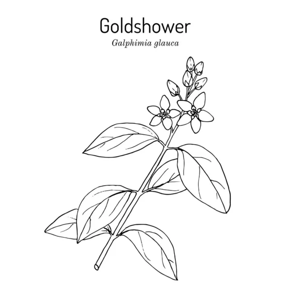 Goldshower galphimia o thryallis glauca, planta medicinal Vectores De Stock Sin Royalties Gratis