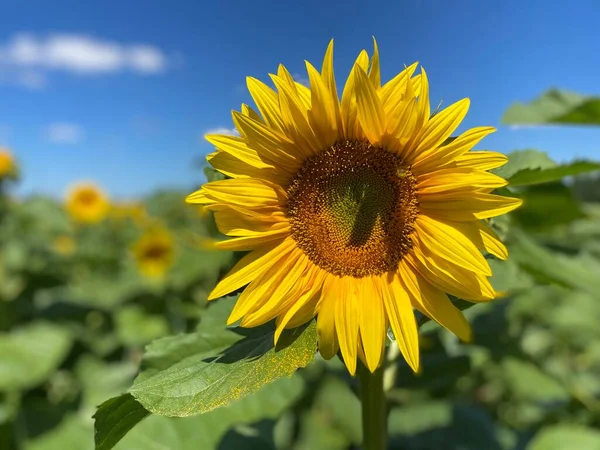 Sunflower Bee Big Sunflower Head Blue Sky — Photo