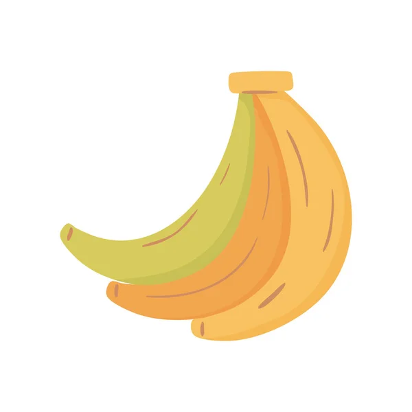 Fruta de plátano tropical — Vector de stock
