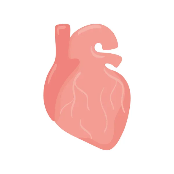 Organo cardiaco umano — Vettoriale Stock