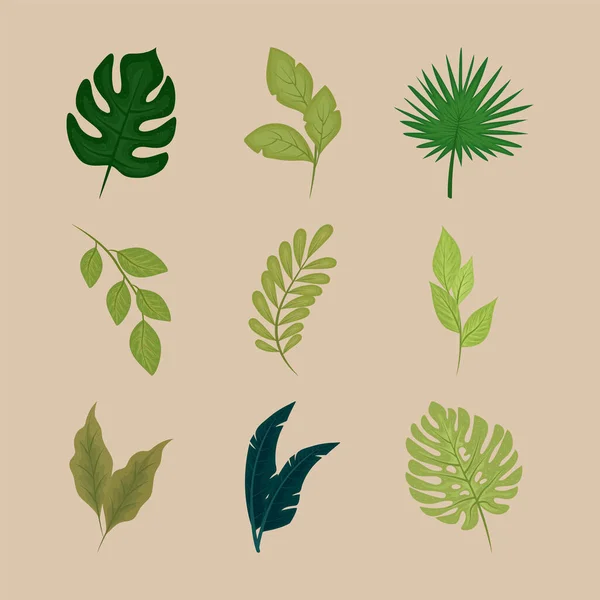 Hoja de naturaleza y rama — Vector de stock