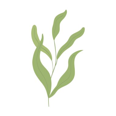 yapraklar bitki dalı