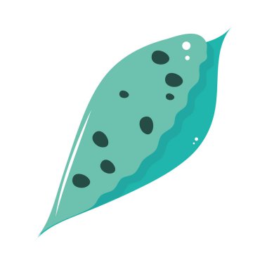 kabuklu deniz ürünlerinin kabuğu