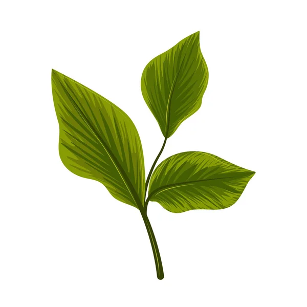 Растение листвы — стоковый вектор