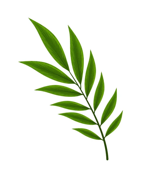 Натуральные листья — стоковый вектор