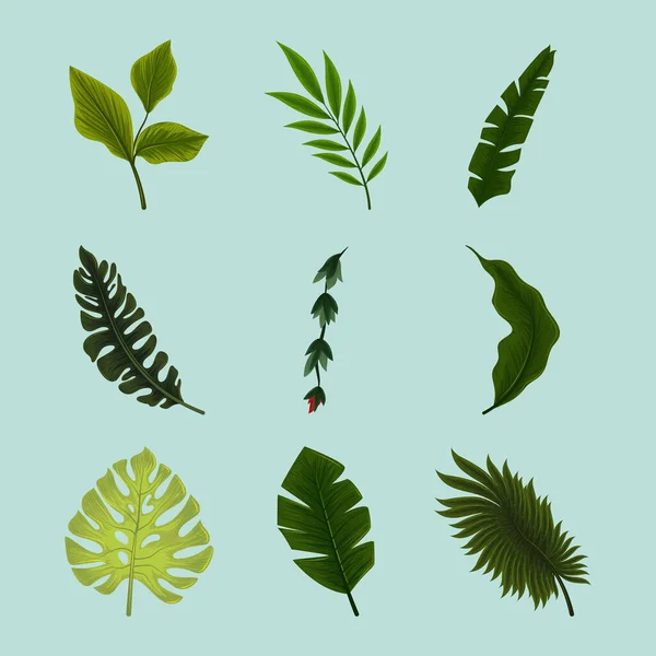 Набор листьев джунглей — стоковый вектор