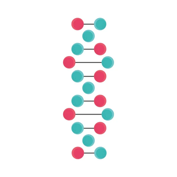 Struktura molekuly DNA — Stockový vektor