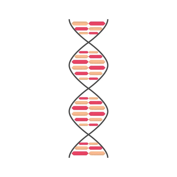 Genetická struktura DNA — Stockový vektor