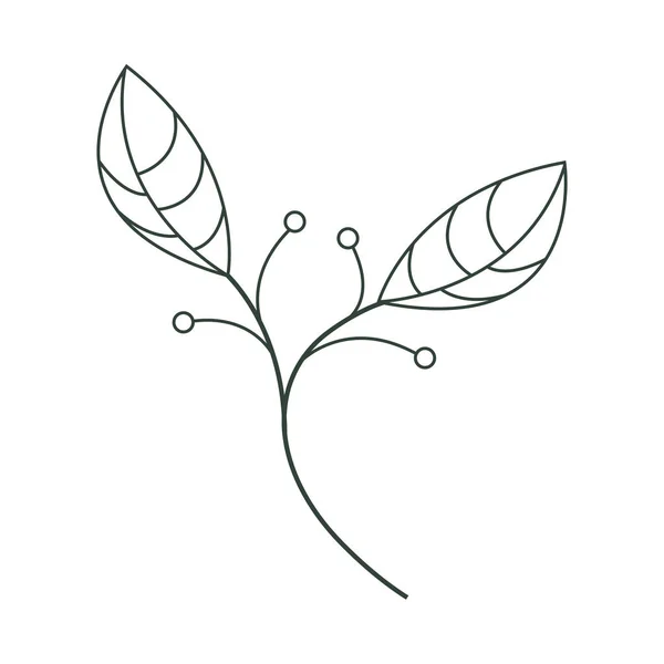 Ömtåliga blad och bär — Stock vektor