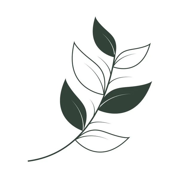 Delikatne liście roślin — Wektor stockowy