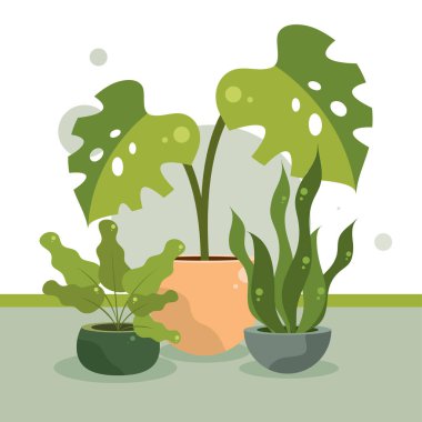 saksıda ev bitkileri