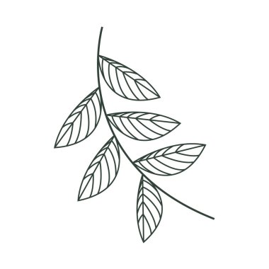 hassas yapraklar doğrusal