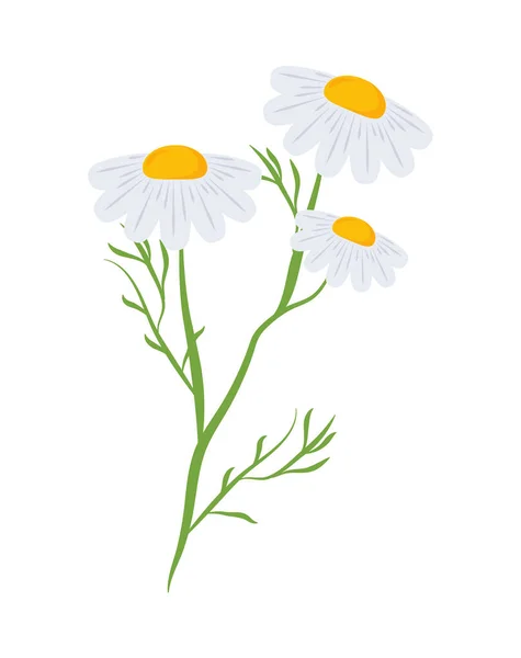 Daisy flowers nature — Vetor de Stock