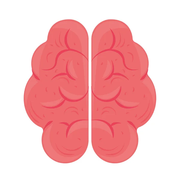 Lékařská biologie mozku — Stockový vektor