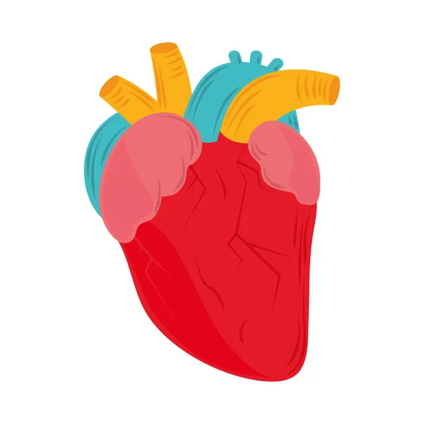 Anatomía médica del corazón — Vector de stock