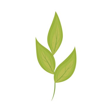 yeşil yapraklar doğa