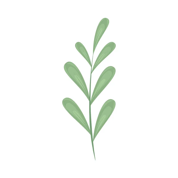 Nature feuillage branche — Image vectorielle