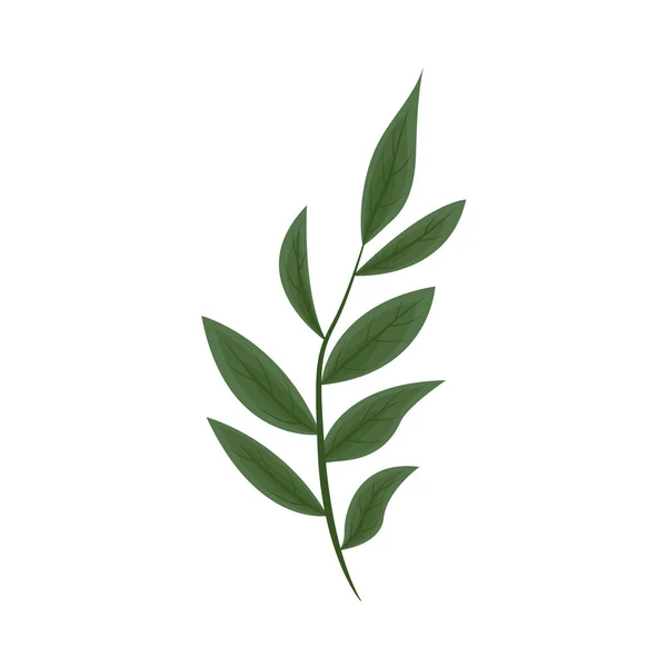 Nature leaves herbal — Stock Vector
