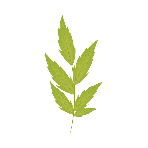 자연의 잎 장식 — 스톡 벡터