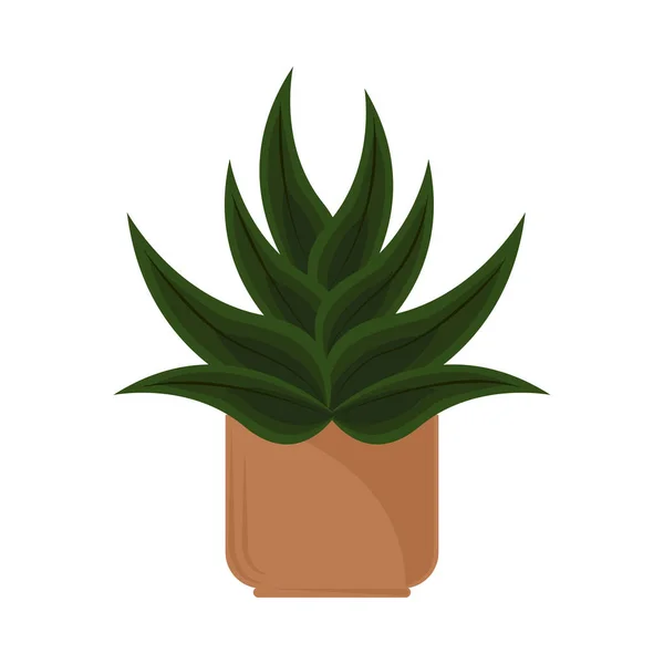 Zimmerpflanze Laub Natur — Stockvektor