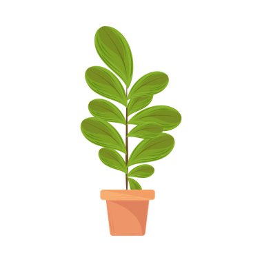 ev bitkisi simgesi izole