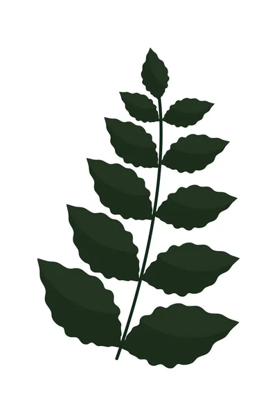 天然叶绿素 — 图库矢量图片