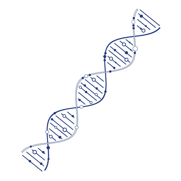 Genetisch DNA-model — Stockvector