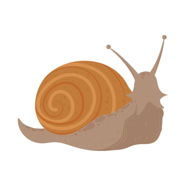 Snail Mollusk Animal Isolated Icon — Stock Vector