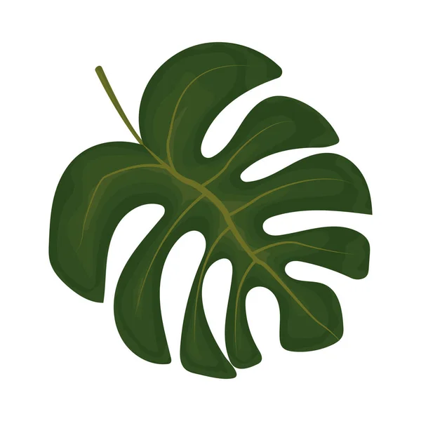 Monstera Blatt Natur Und Botanische Ikone — Stockvektor