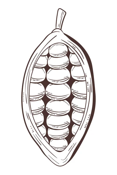 Half Cacao Sketch Icon Isolated — Archivo Imágenes Vectoriales