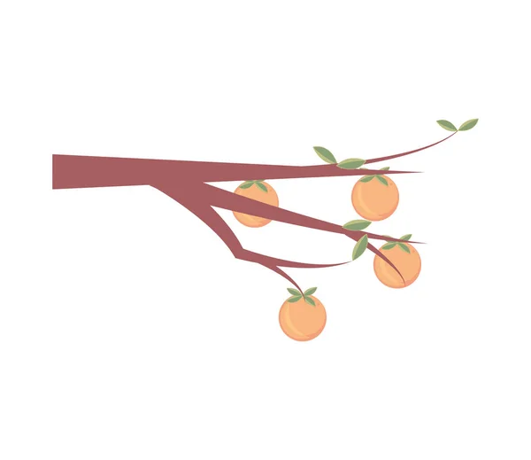 Branch Tree Oranges Icon — Stock vektor