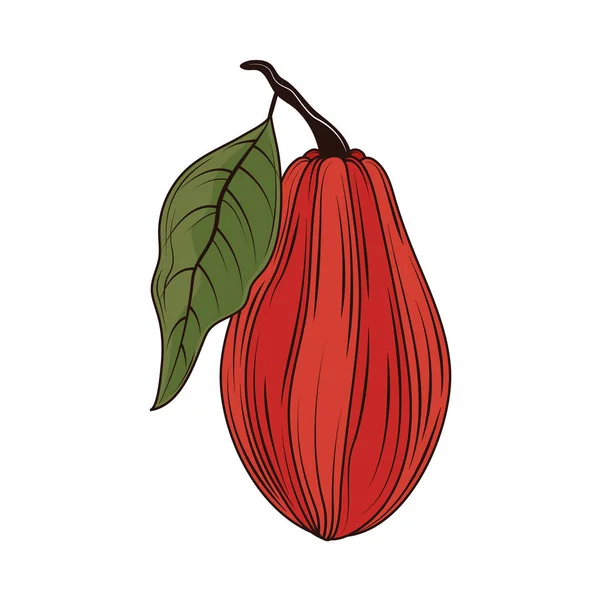 Cacao Natural Icon Isolated Flat — 图库矢量图片