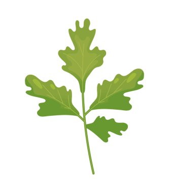 fresh parsley food icon isolated
