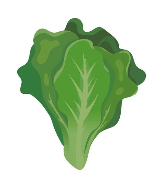 Fresh Lettuce Icon Flat Isolated — Stock Vector