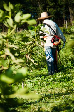 incir plantasyon içinde çalışan kişi
