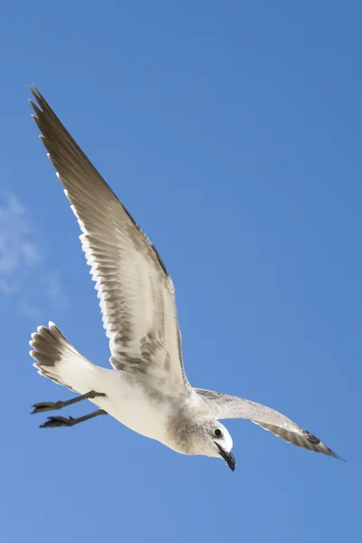 在飞行中的海鸥 — 图库照片