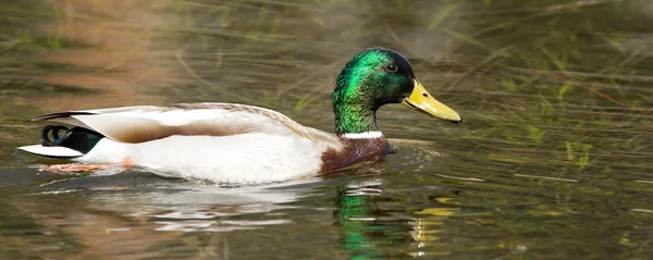 Canard dans un lac — Photo