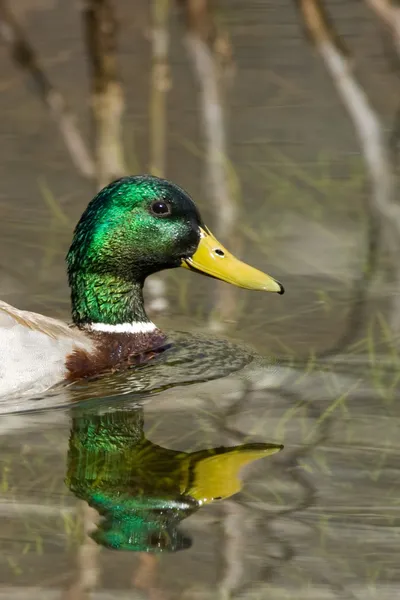 Duck in a lake — Stock Photo, Image
