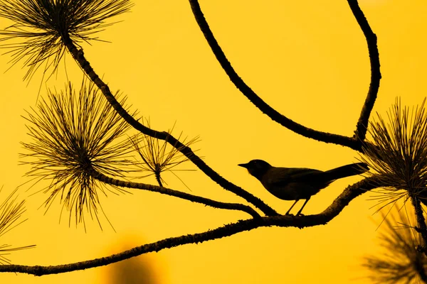 Sylwetka ptaka przed pomarańczowe niebo — Zdjęcie stockowe