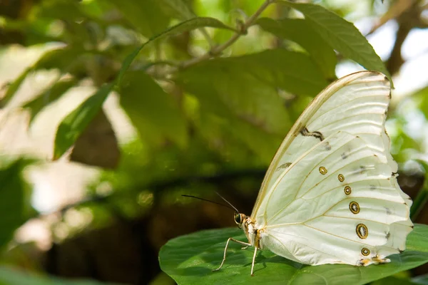 Borboleta morpho branco — Fotografia de Stock