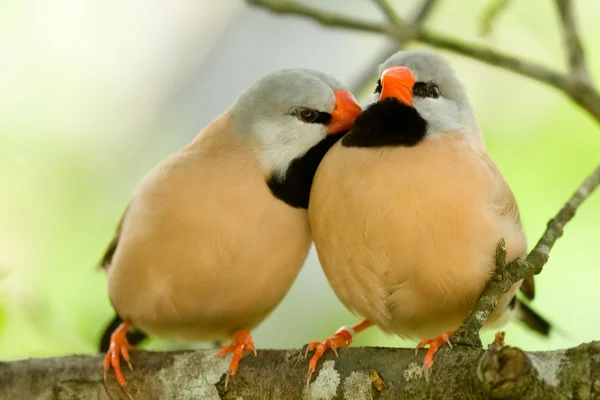 Schattige paar van vogels — Stockfoto