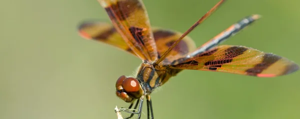Brun dragonfly — Stockfoto