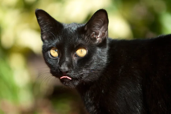Pisică neagră — Fotografie, imagine de stoc
