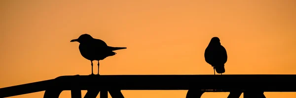 Birds at sunset — Stock Photo, Image