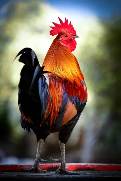 Coq coloré — Photo