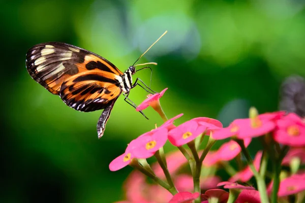 Тигровая бабочка — стоковое фото